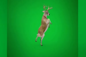 驯鹿跳舞 完整绿幕 圣诞节